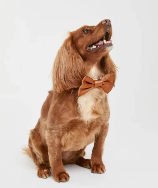 Dog Satin Bow Tie