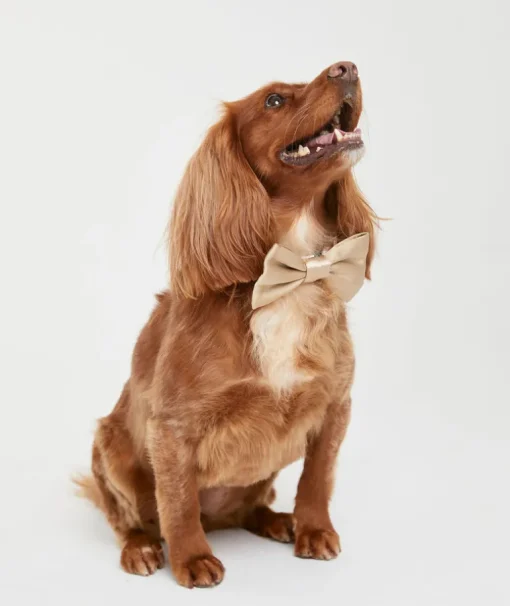 Dog Satin Bow Tie