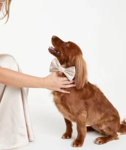 Dog Satin Bow Tie