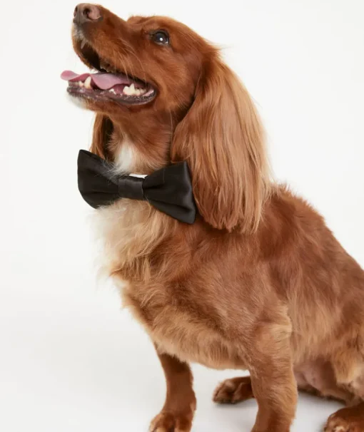 Dog Satin Bow Tie