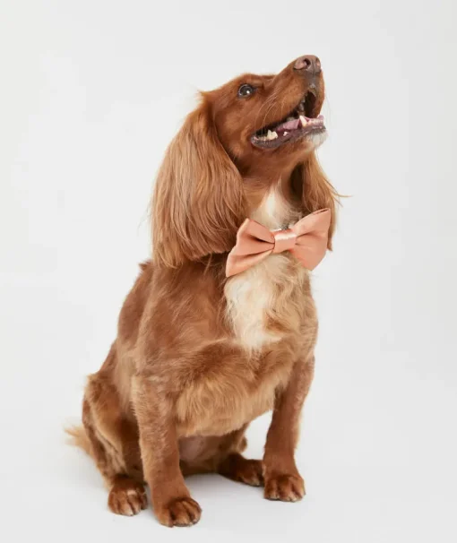 Dog Satin Bow Tie